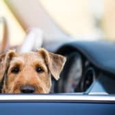 Motorists are reminded to keep an extra eye on their pets as temperatures rise (photo: Adobe)