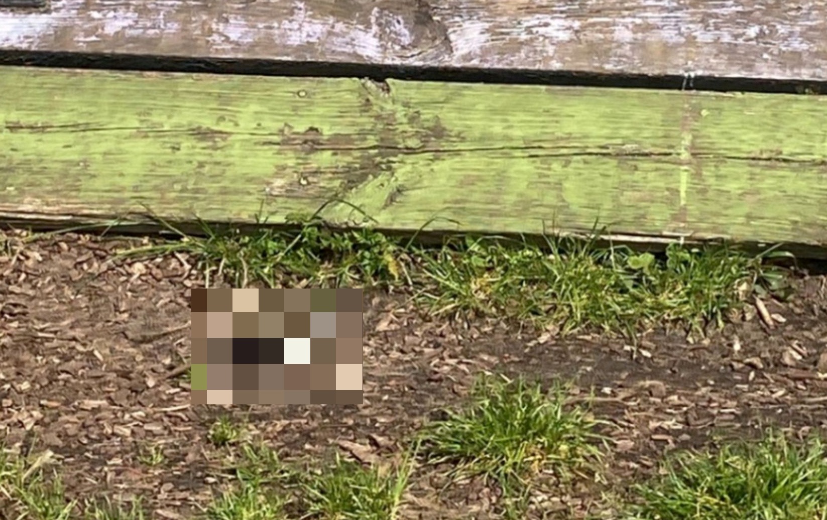 Cat’s severed head found in London children’s playground