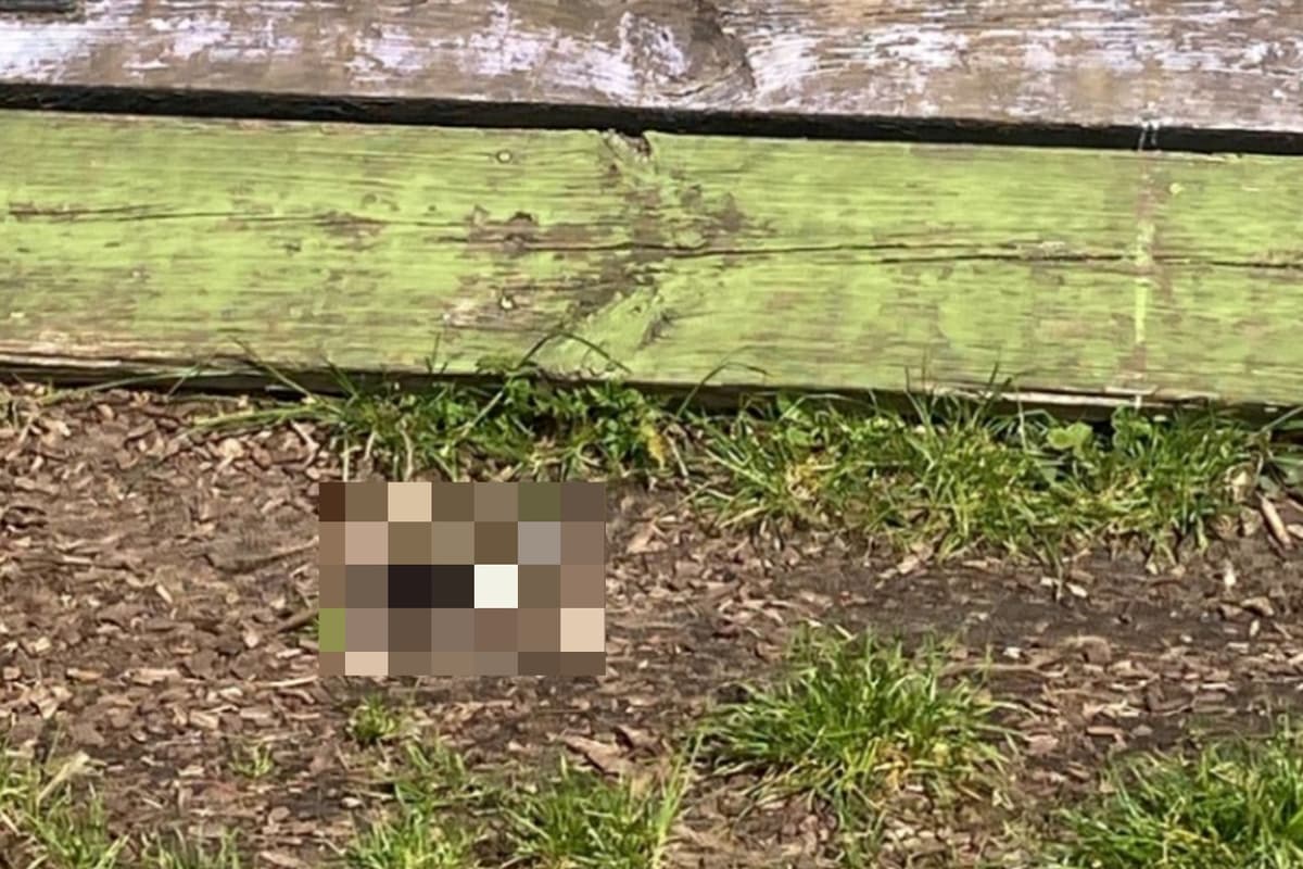Cat Image Frame Cat’s severed head found in London children’s playground