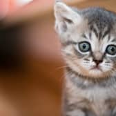 Cats must be microchipped before they reach the age of 20 weeks (Photo: Shutterstock)