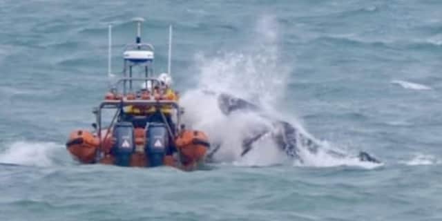 RNLI heroes rescue stranded humpback whale.