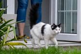 Pet’s roaming antics haven’t gone unnoticed by their owners