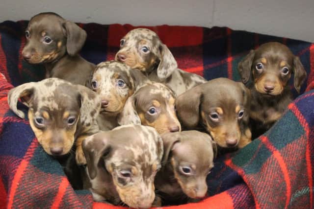 The puppies in Halifax on the lookout for new homes (Picture courtesy of RSPCA Halifax, Huddersfield, Bradford andDistrict Branch)