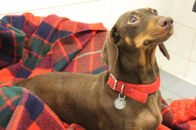 Mum Olive (Picture courtesy of RSPCA Halifax, Huddersfield, Bradford andDistrict Branch)