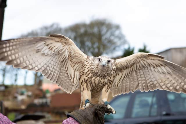 Chipp the Gyr Saker Falcon. Photo by Bruce Fitzgerald.