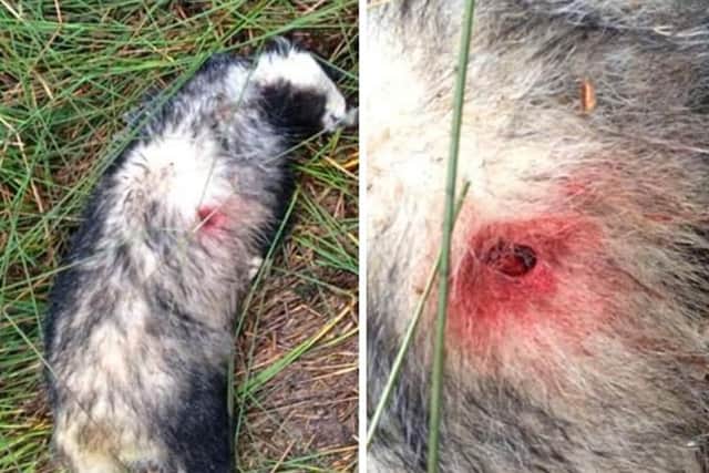 Picture released by West Yorkshire Police of the shot badger