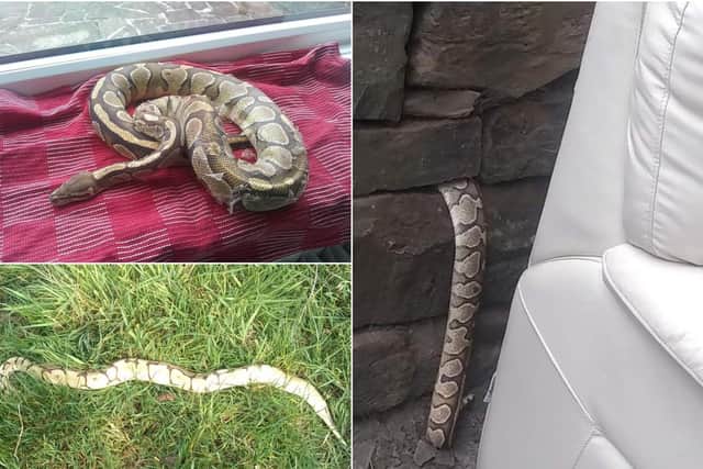 Some of the snakes found in Brighouse