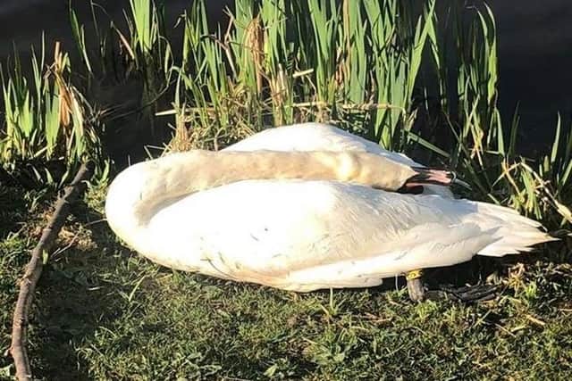 The male swan is believed to have been deliberately killed