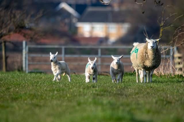 12 healthy pregnant ewes have died