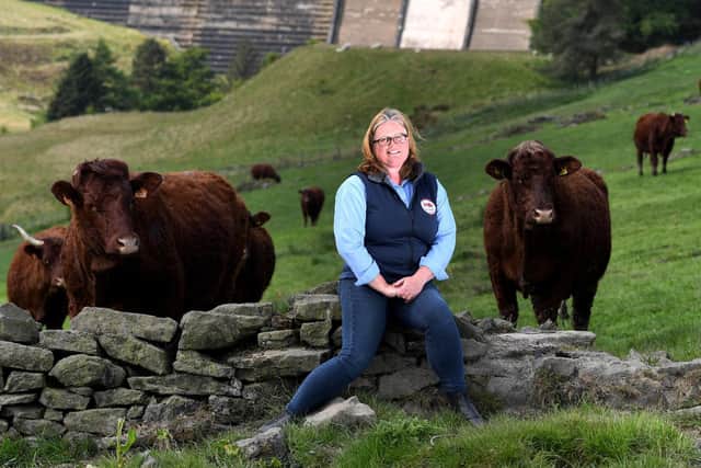 Rachel Hallos pictured with her Salers Cattle at her farm at Ripponden..