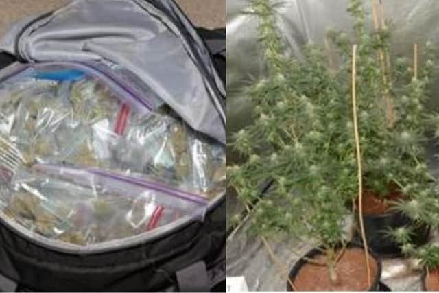 Huge amount of cannabis and weapons seized in police raid as eight ...