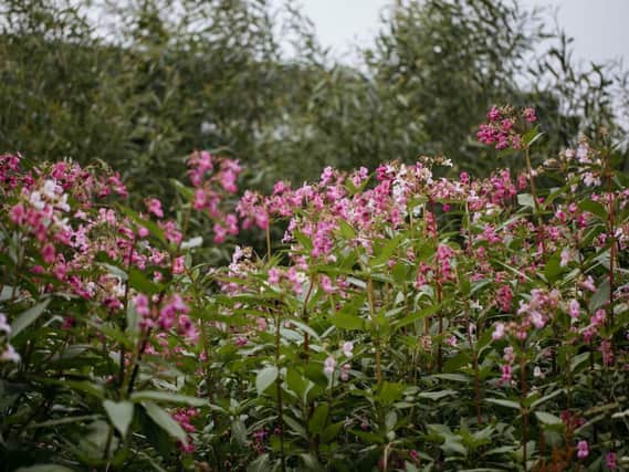 Can you help clear any Himalayan Balsam in your back yard?