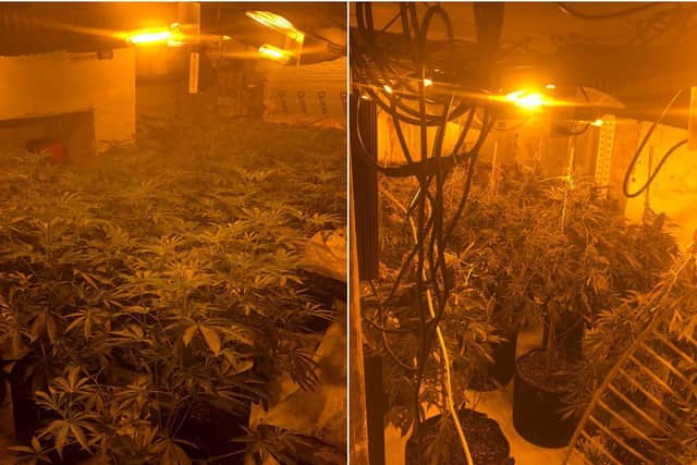 Cannabis plants found at the property in Brighouse (Picture PC 2590 Becky Tomkins)