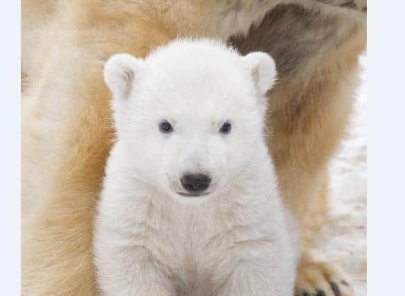 Hamish, who was born at the Royal Zoological Society of Scotland’s Highland Wildlife Park in March 2018, will be leaving mum Victoria to live in a wildlife park in Yorkshire. (SWNS)