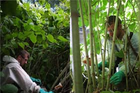 How you can help to stop spread of Japanese Knotweed