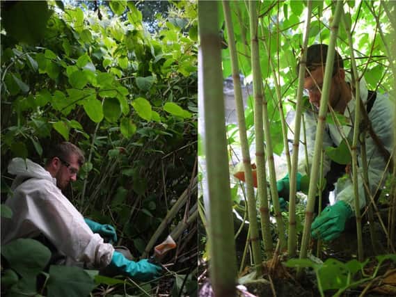 How you can help to stop spread of Japanese Knotweed