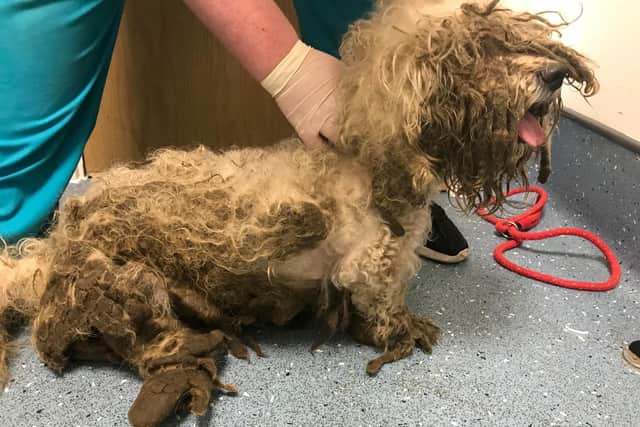 Matted dogs dumped in Sowerby Bridge