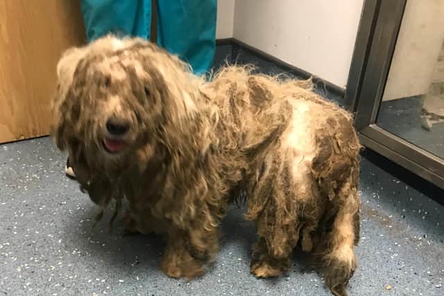Matted dogs dumped in Sowerby Bridge