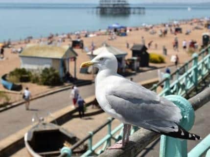 With over 15,800 reported articles discussing seagull sightings and attacks, many laugh about it after, whilst others are left in fear or feeling outraged.