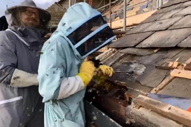 After seven hours around 50,000 bees and over 50kg of honey and comb was successfully removed and re-homed on September 12.