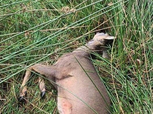 The deer found close to Ogden Water Reservoir