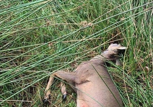 The deer was attacked and killed near Ogden Water