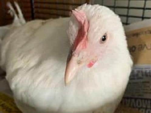 RSPCA issued pictures of the chicken after it was rescued near the M62 in West Yorkshire
