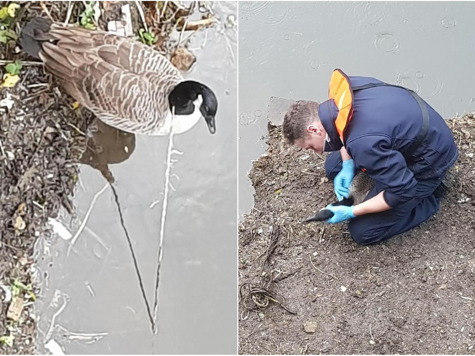 RSPCA rescue Canada goose being strangled by a rope in