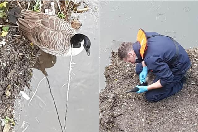 The Canada goose being rescued by the RSPCA