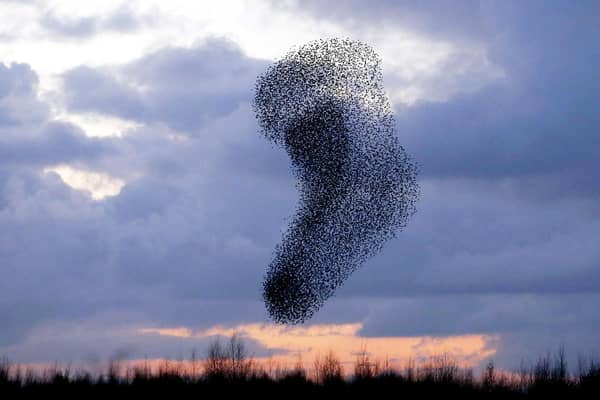 Photographer Ed Sykes, 42, of Halifax, West Yorkshire, was out visiting one of his favourite spots to picture the birds