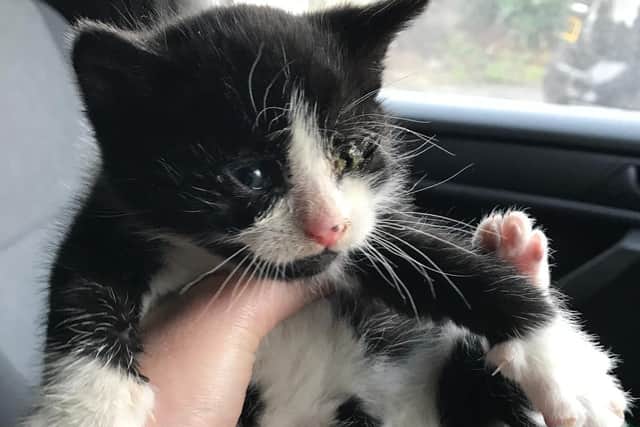 Mistletoe the four-week old kitten was found in Brighouse