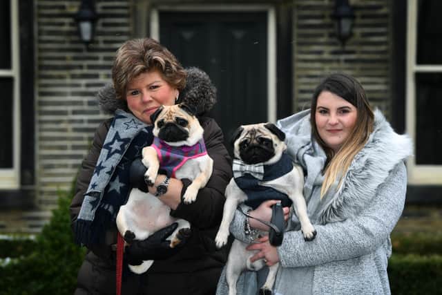Mabel with mum Julie Goodall and Percy with mum Danii Clarke, as the pugs are announcing their engagement as part of the Yorkshire PDWRA Valentines activity week.
7th February 2021.
Picture : Jonathan Gawthorpe