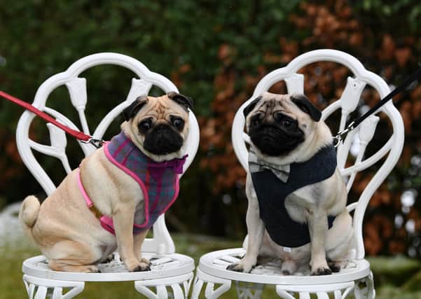 Percy and Mabel the pugs are announcing their engagement as part of the Yorkshire PDWRA Valentines activity week.
7th February 2021.
Picture : Jonathan Gawthorpe