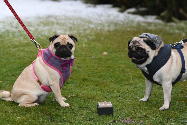 Percy and Mabel the pugs are announcing their engagement as part of the Yorkshire PDWRA Valentines activity week.
7th February 2021.
Picture : Jonathan Gawthorpe