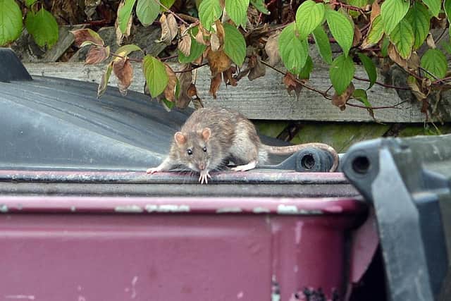 Stock picture of rat around bins