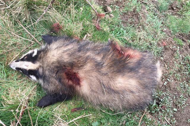 The badger was shot dead in Calderdale on Saturday.