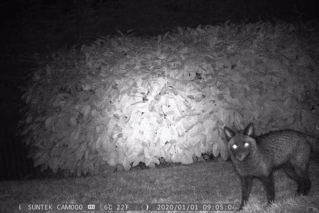 Black fox spotted in Halifax. Picture: Margaret and David Newsome
