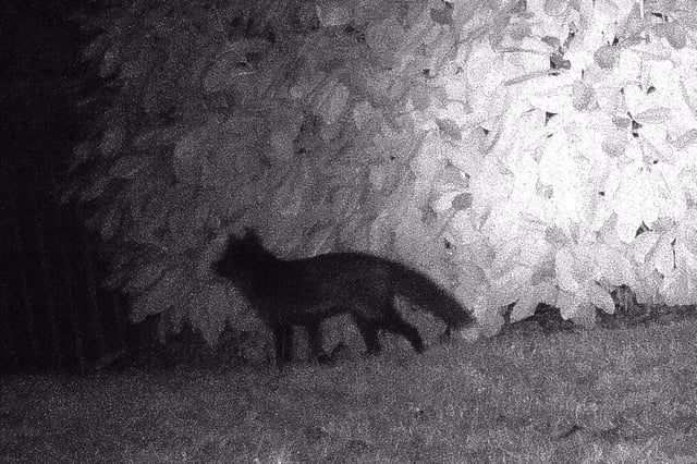 Black fox spotted in Halifax. Picture: Margaret and David Newsome