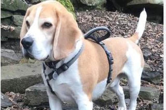 Charlie, the missing Beagle