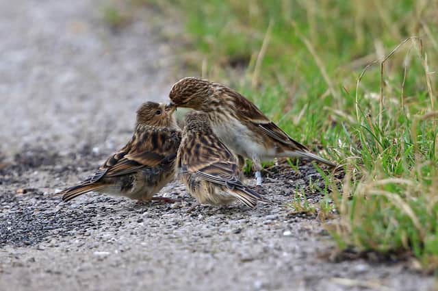 Adult twite feeding juveniles. Picture: Peter Welch.
