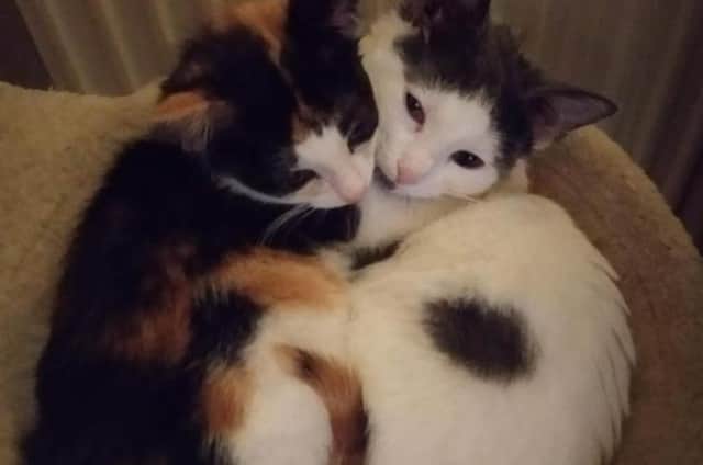 Kittens Esme & Alice are currently looking for their loving forever home – could they be your Valentail?