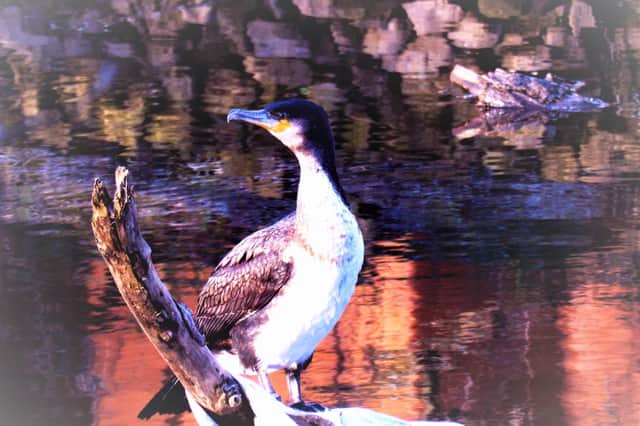 Picture of a Cormorant taken on the Calder between Sowerby Bridge and Copley.