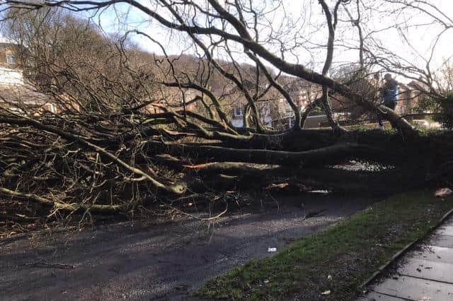 Picture by Paul Coates of the fallen tree in Willowfield Road in Halifax.