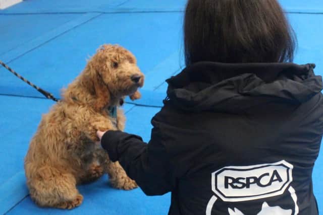 Halifax RSPCA launches Best Paw Forward fitness challenge this March