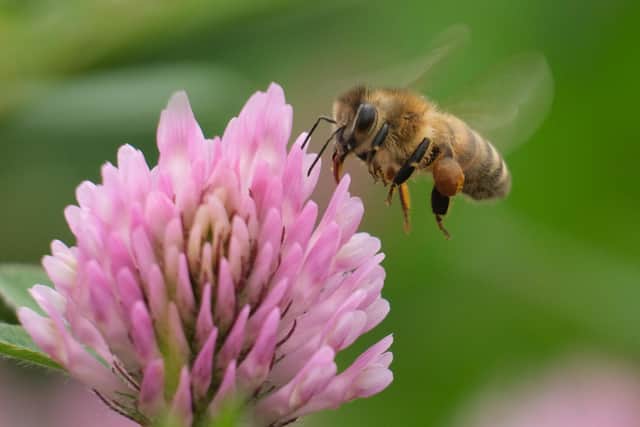 Bees were among the problem pests dealt with