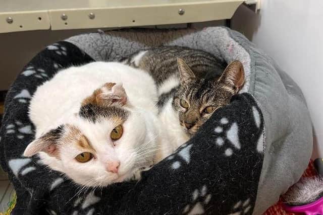 Dolly and Tiddles are looking for their second chance at happiness