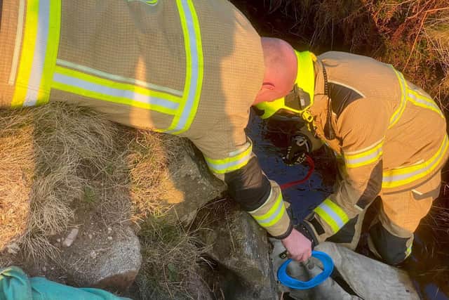 Firefighters rescue dog Corrie