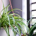 The spider plant is one of the most effective at removing pollutants from the air. Photo: Adobe