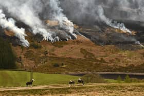 Sheep graze on the hillside as smoke is seen after a resurgence of a moor fire on Marsden Moor last year. (Getty Images)