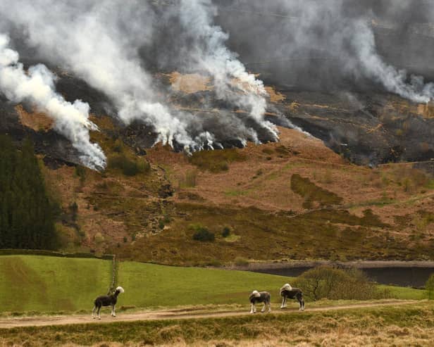Sheep graze on the hillside as smoke is seen after a resurgence of a moor fire on Marsden Moor last year. (Getty Images)